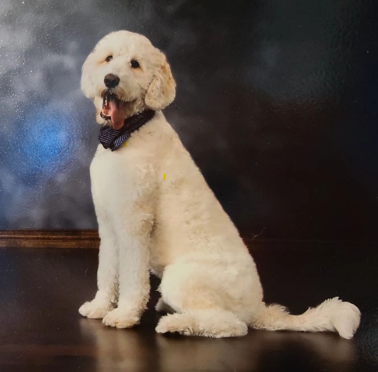 Memebers of the staff - Biscuit Barktholomew - Senior President of Snacks